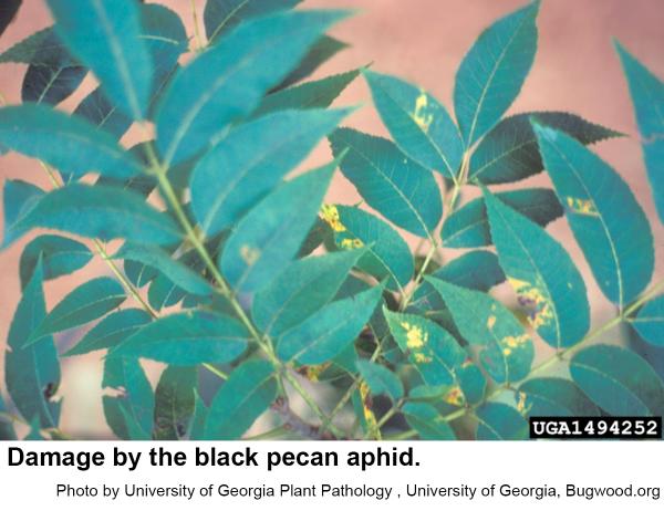 Black pecan aphids can cause severe defoliation.
